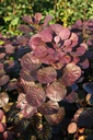 COCMTORC_20110928172029.jpg