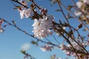 PRSAROSE_20250329103129.JPG