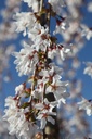 PRSFOUNT_20250329102522.JPG