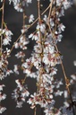 PRSFOUNT_20250329102604.JPG