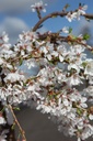 PRSFOUNT_20250329115121.JPG