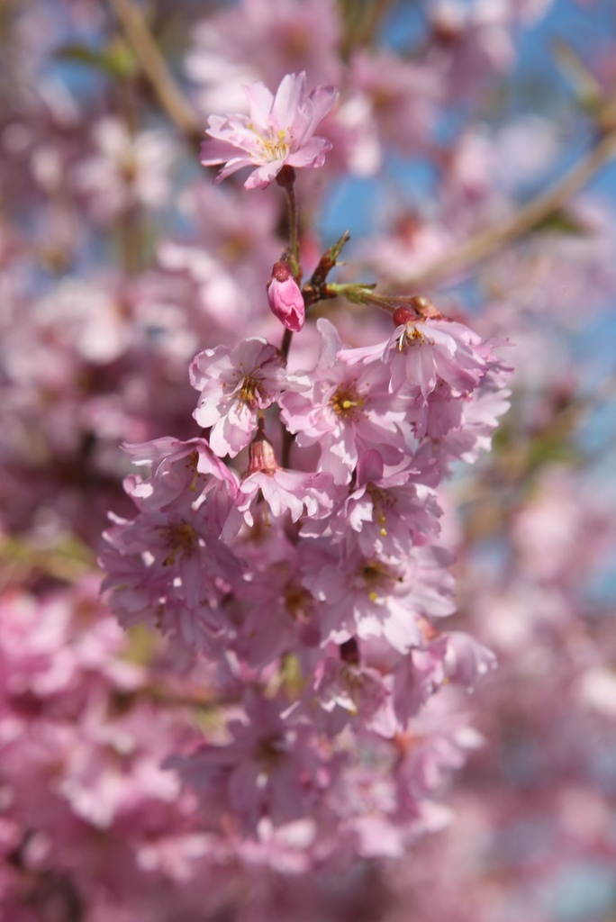 PRSFUKUB_20250329122520.JPG
