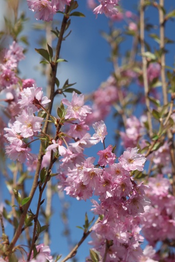 PRSFUKUB_20250329122525.JPG