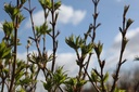 STCOLCHI_20250329120258.JPG