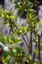 STCOLCHI_20250329120306.JPG