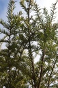 TABACCAT_20250329121215.JPG