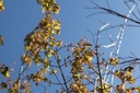 ACPALMAT_20250329122915.JPG