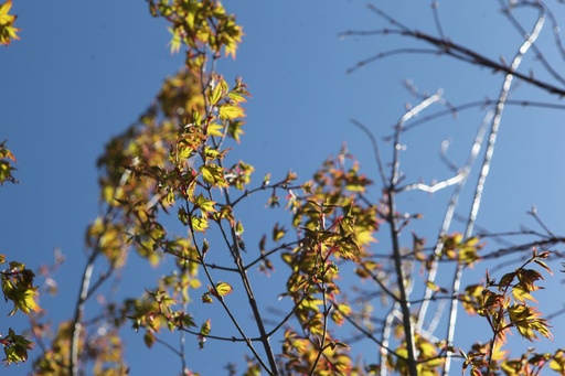 ACPALMAT_20250329122915.JPG