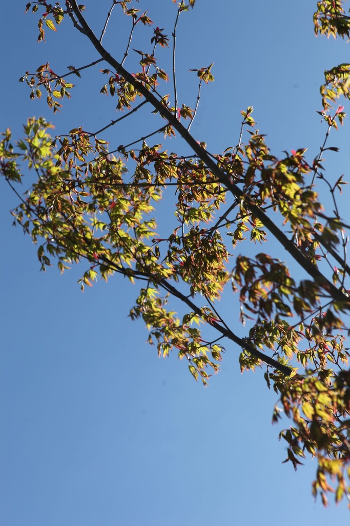 ACPALMAT_20250329122924.JPG