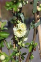 CHSYUKIG_20250329110732.JPG