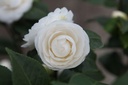 CAJPMAGG_20250322110519.JPG
