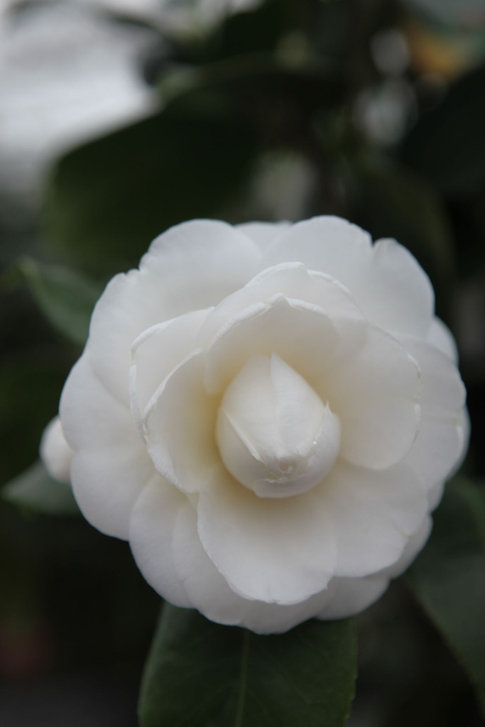 CAJPMAGG_20250322110525.JPG