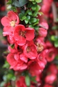 CHSTSCAR_20250322120008.JPG