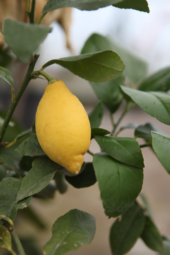CILIMON_20250322102643.JPG