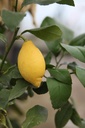 CILIMON_20250322102643.JPG