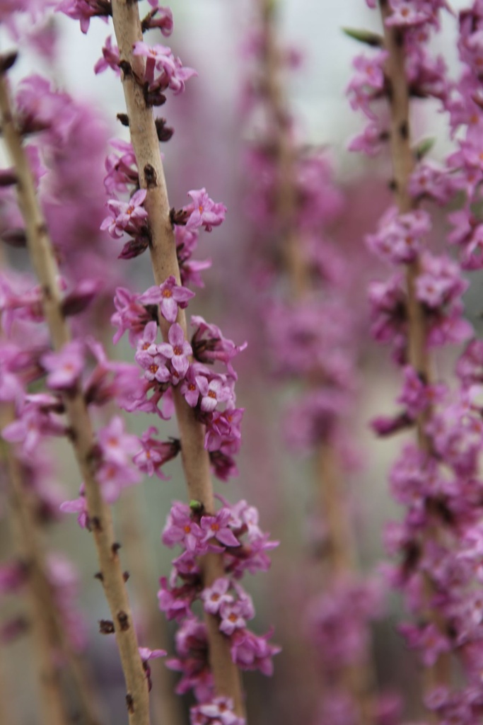DAMRUBRA_20250322102326.JPG