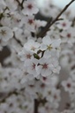 PRRFLAME_20250322093832.JPG
