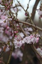 PRSAROSE_20250322093120.JPG
