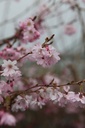 PRSAROSE_20250322113950.JPG