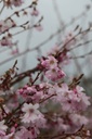 PRSAROSE_20250322113952.JPG