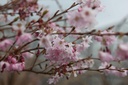 PRSAROSE_20250322113957.JPG