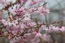 PRSAROSE_20250322114011.JPG