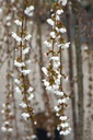 PRSFOUNT_20250322092447.JPG