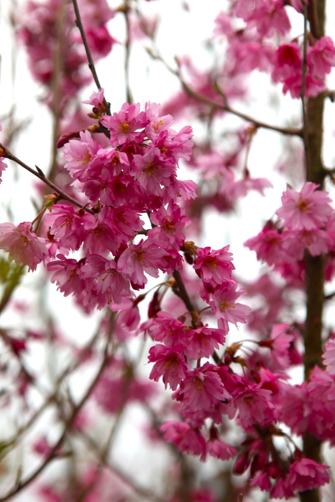 PRSFUKUB_20250322094005.JPG