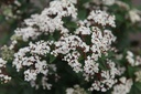VITSPIRI_20250322114917.JPG