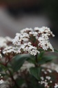 VITSPIRI_20250322114926.JPG