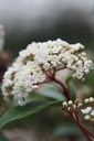 VITSPIRI_20250322114945.JPG