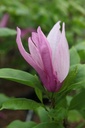 MASUSAN_20250416163153.JPG