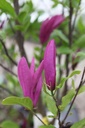 MASUSAN_20250416164747.JPG
