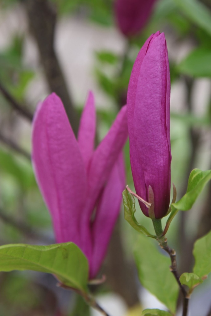 MASUSAN_20250416164749.JPG