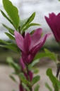 MASUSAN_20250416164801.JPG