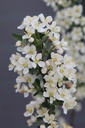 MATTINA_20250416104105.JPG