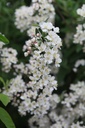 MATTINA_20250416104128.JPG