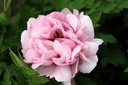 PARFXSHI_20250416142043.JPG