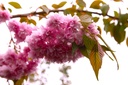 PRKSZAKU_20250416135838.JPG