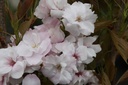 PRSAMANO_20250416135020.JPG