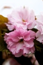 PRSKANZA_20250416091903.JPG