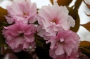PRSKANZA_20250416091905.JPG