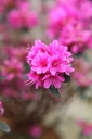 RHAMOENA_20250416163828.JPG