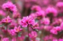 RHAMOENA_20250416163844.JPG