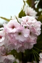 RHCWHITE_20250416134842.JPG