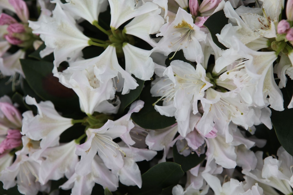 RHCWHITE_20250416164239.JPG