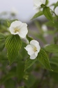 RHSCANDE_20250416083949.JPG