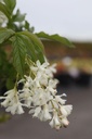 STCOLCHI_20250416115447.JPG