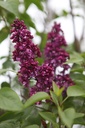 SYVCJOLY_20250416083621.JPG