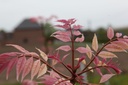 TOSFLAMI_20250416162703.JPG